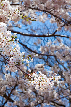 韩国济州岛汉拿山御里木 樱花