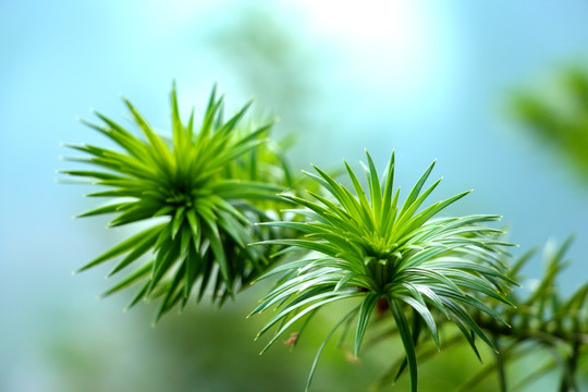 松树 松针 松花针