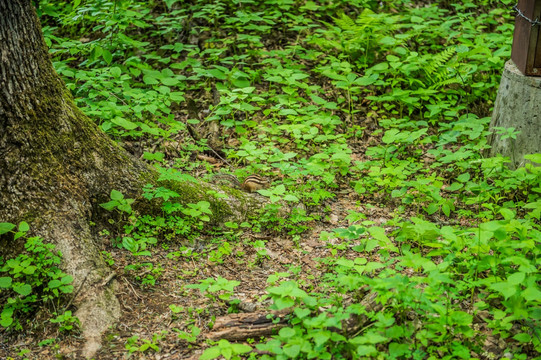 长白山瀑布景区