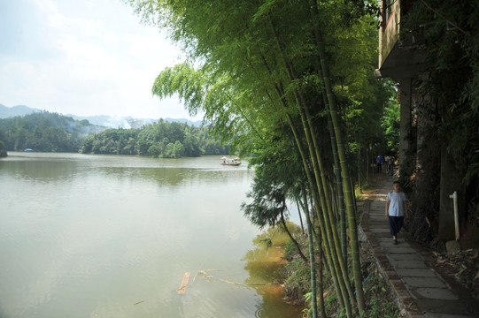 重庆丁山湖 密布水竹