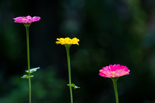 百日菊