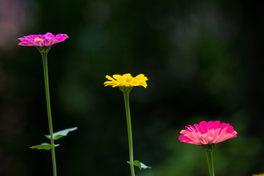 百日菊