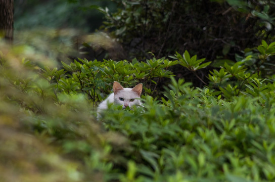 猫咪