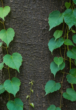 植物绿叶