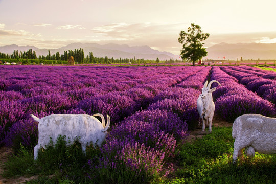 紫色浪漫 绵羊