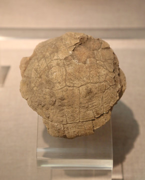 旧石器时代水龟化石