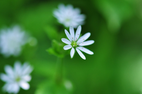 小白花