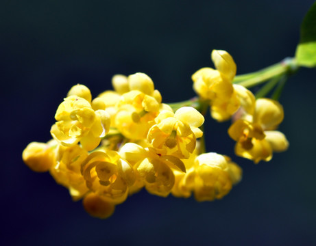 野黄花