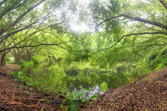 森林湖泊