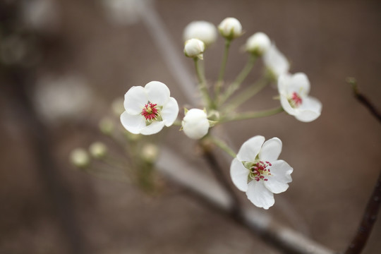 梨花