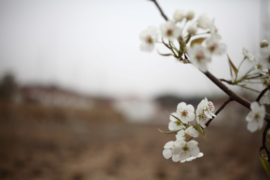 梨花开