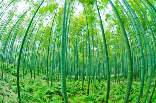 蜀南竹海