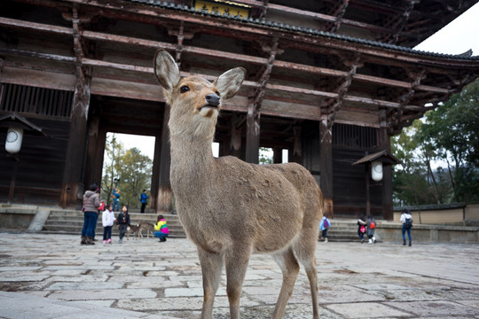 日本奈良东大寺