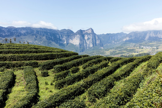 茶园湖北恩施中国