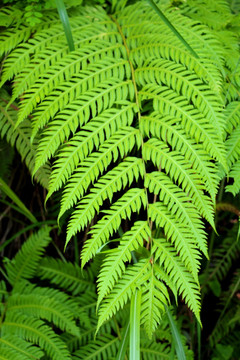 花 花卉 植物 草 叶子 叶