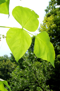 花 花卉 植物 草 叶子 叶