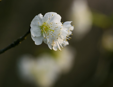 樱桃花