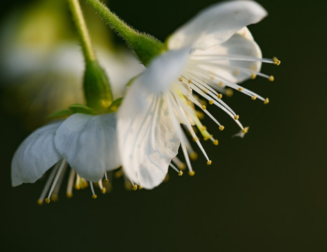 樱桃花