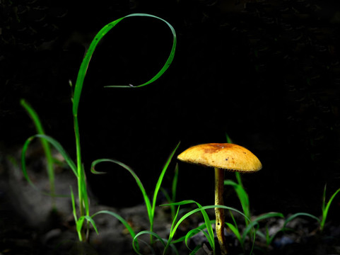 草地野菌菇