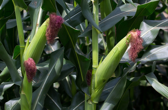 玉米植株 玉米地