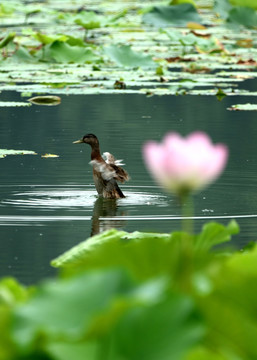 莲花