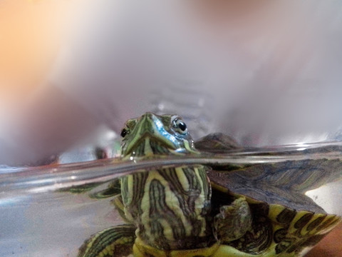 小乌龟 正视