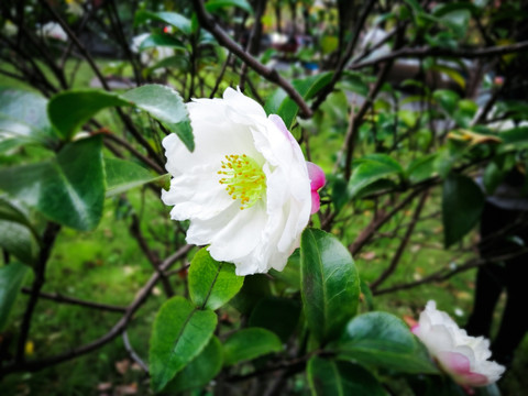 茶花 粉红白