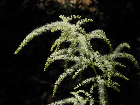 小毛花