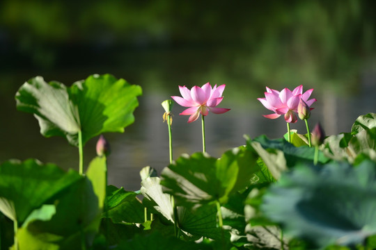 荷花