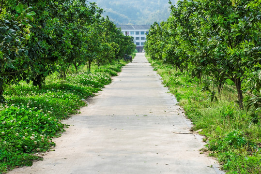 乡村 小路 果园