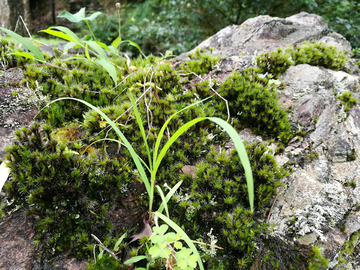 苔藓