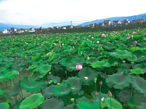 荷塘 荷叶田田