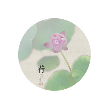 荷花掛畫