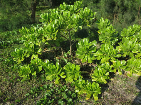 草海桐