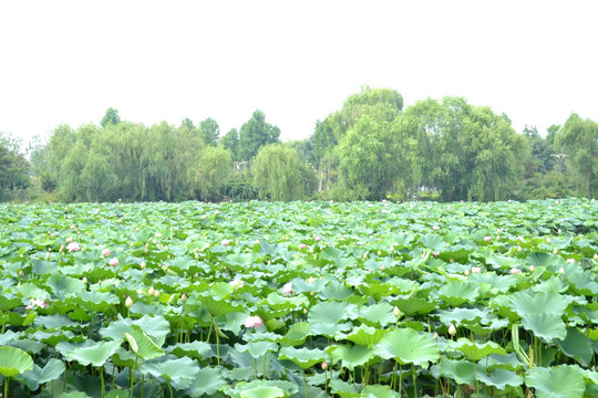 荷花池