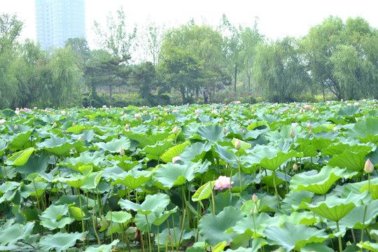 荷花池