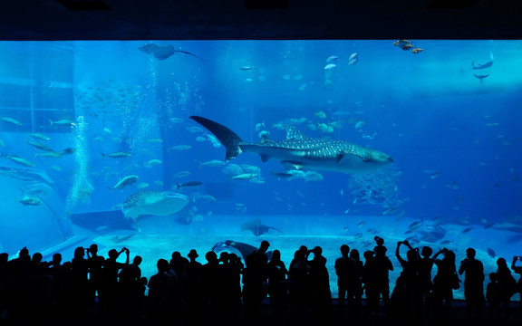 冲绳美丽海水族馆