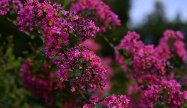 小花紫薇