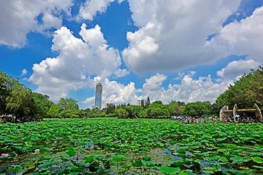 深圳 洪湖公园