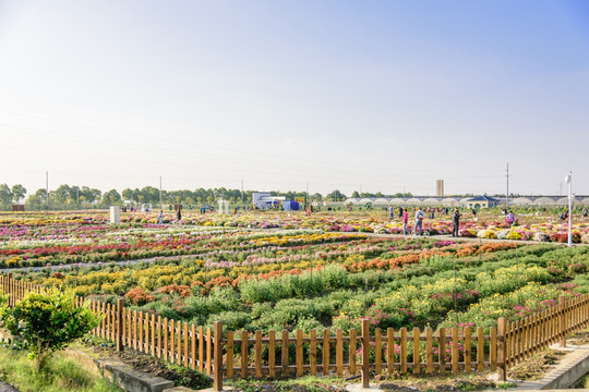 菊花培植基地