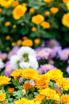 美丽的橙黄色菊花