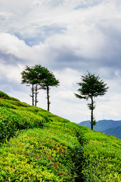 树木 天空 松树