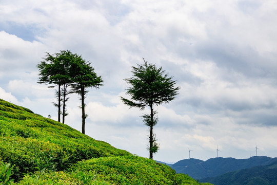 茶园茶山茶场 绿树