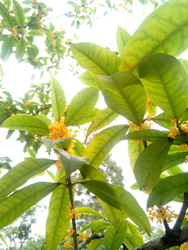 桂花树