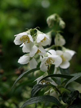 绢毛山梅花