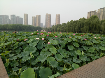 荷韵 荷花 荷塘