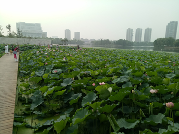 荷塘 荷叶 荷香