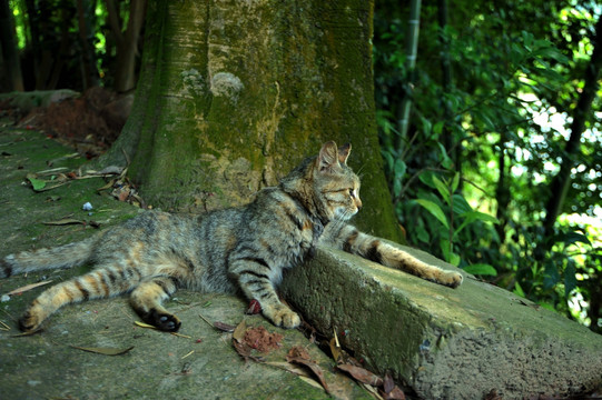 猫 狸花猫