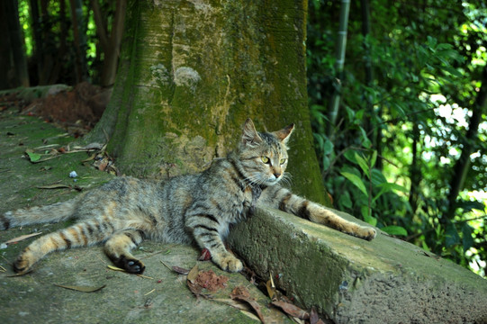 猫 狸花猫