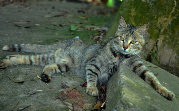 中国狸花猫 猫